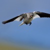 Penkavak snezny - Montifringilla nivalis - White-winged Snowfinch 0981